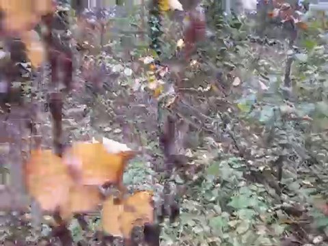 Les Teckels poil dur du Bois D'IVRES