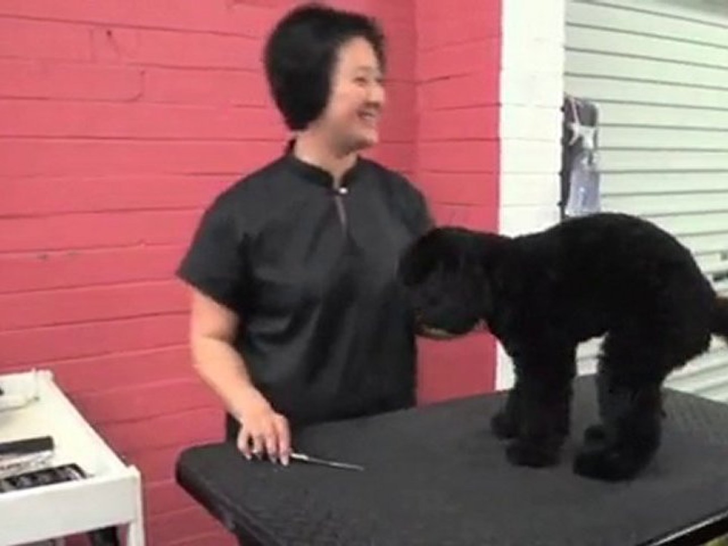 ⁣Pet Grooming St Ives Pawfect Paws NSW
