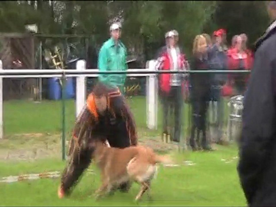 Julle Malinois