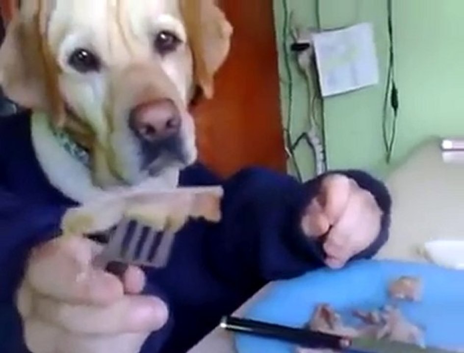 Le retour du chien du clip Da Funk de Daft Punk