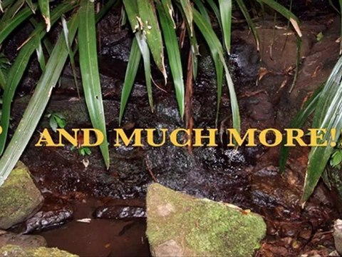 Yeast Infection Remedies: Candida Remedies,Treating Thrush