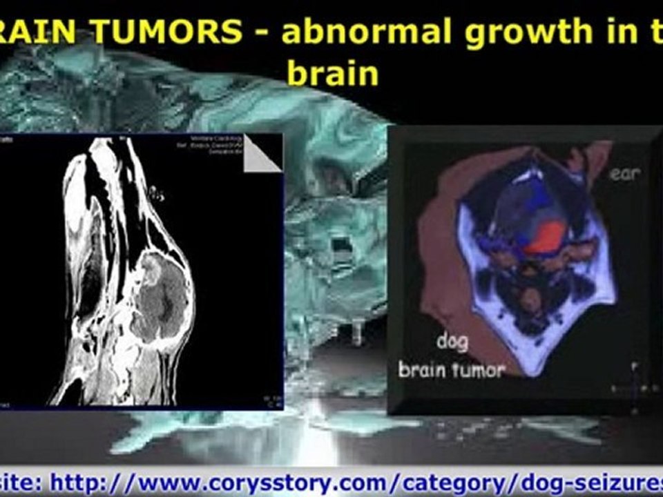Causes of Dog Seizures