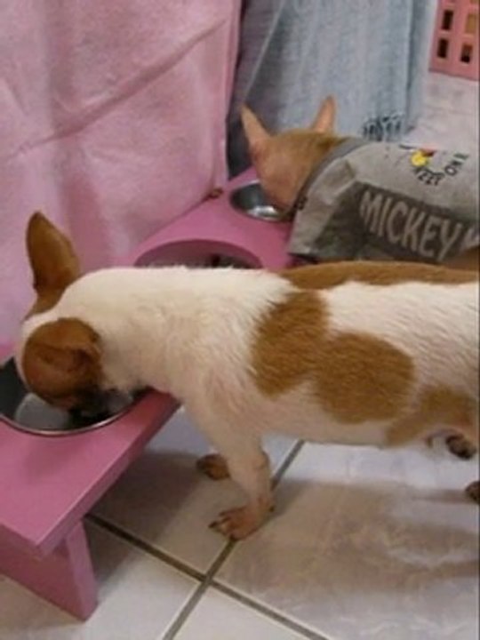 TheDog