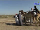 Oman, des chameaux entre ciel et mer