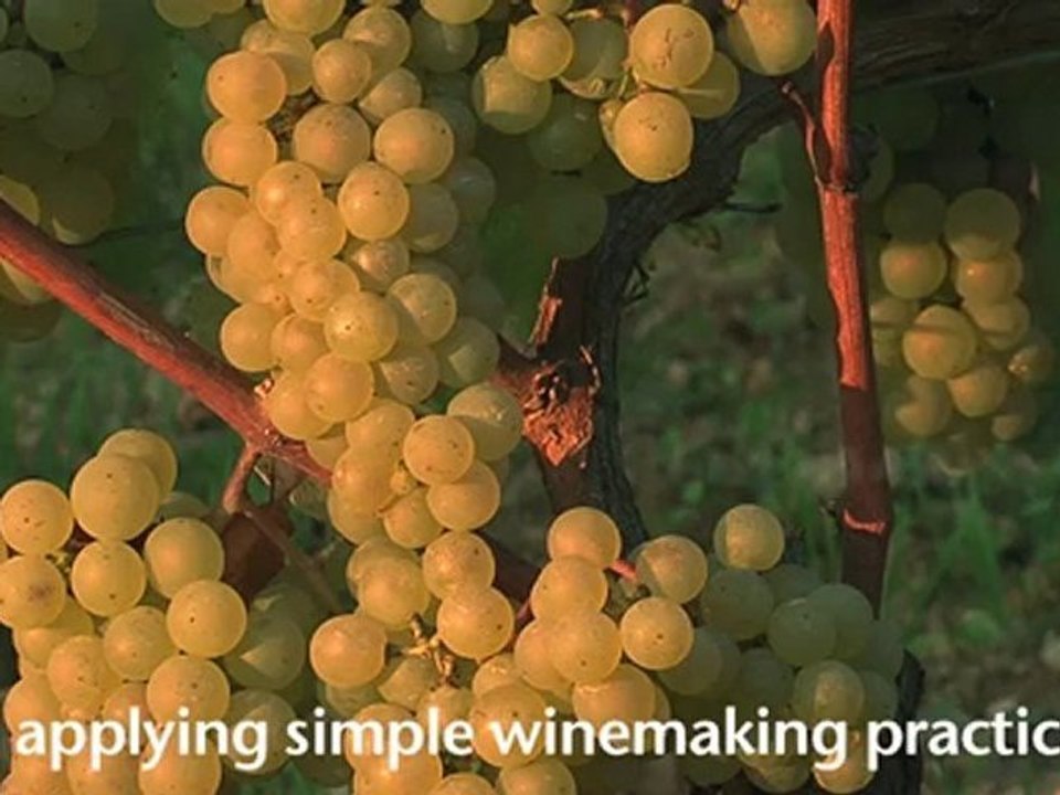 Louis Jadot en Bourgogne... uniquement