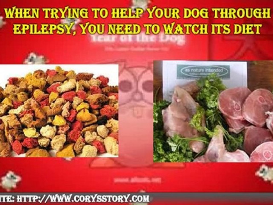 Canine Epilepsy - How to Treat It