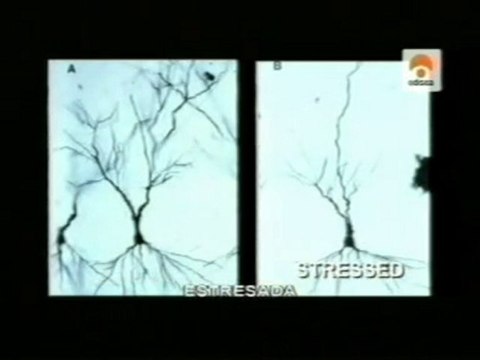 Estres cronico: Efectos sobre el hipocampo