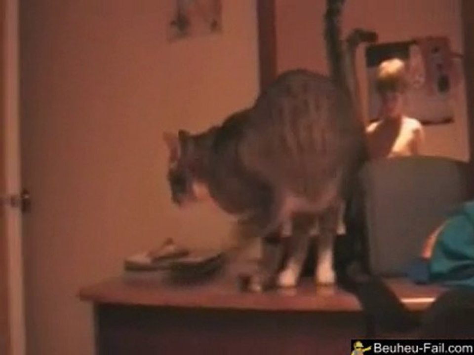 Cat Jump WonderFAIL