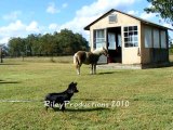 Mini-Horse and big horse throwing a fit!