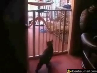 best cat jump FAIL ever