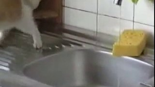 Cat Jump FAIL  dans la poubelle