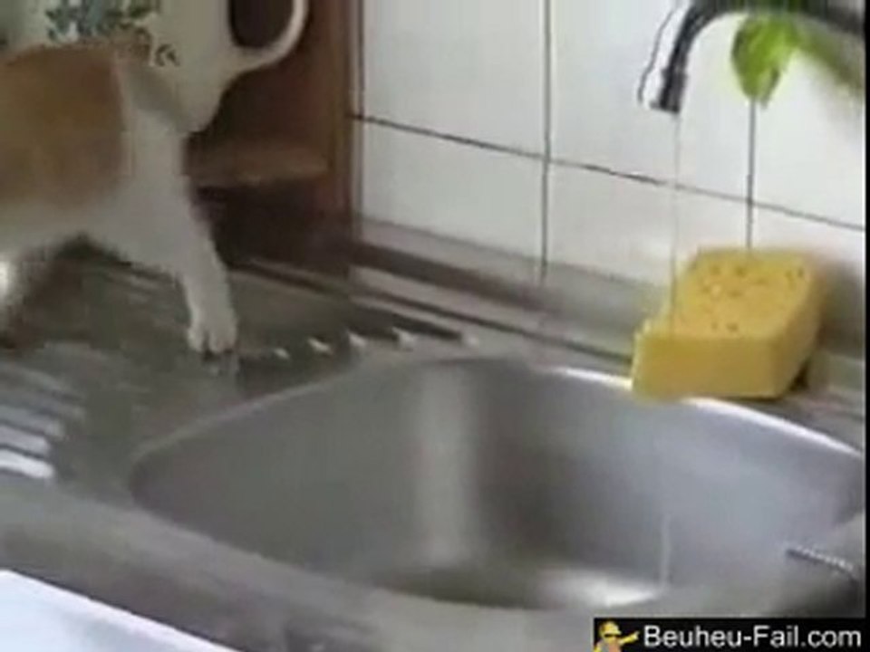 Cat Jump FAIL  dans la poubelle