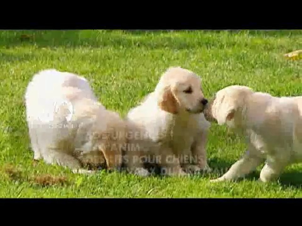 Sommaire émission 30 Millions d'Amis du 17-10-2010