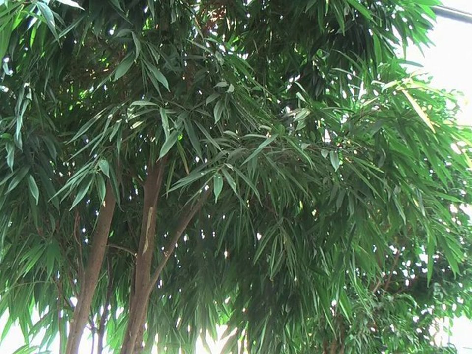 Contraste simultanée