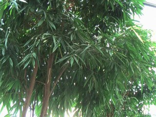 Contraste simultanée