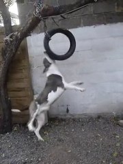 AZZA & Boys: 8 Years of Loyalty 🐶