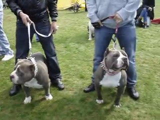 FARO DA BUFFALO BULLYS