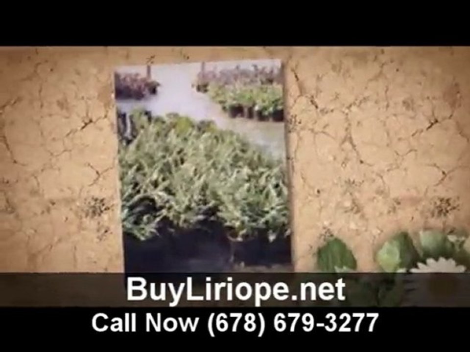 Buy Liriope