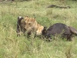 Chasse lionne 5 - Masai Mara - Jérôme Guillaumot
