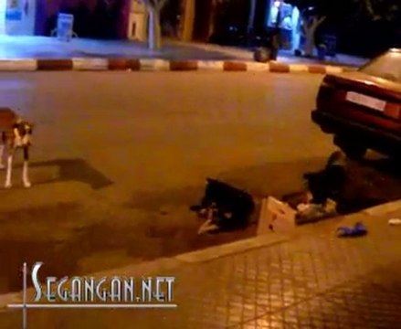 الكلاب الضالة بأزغنغان