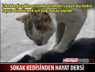 Gato intenta revivir compañera