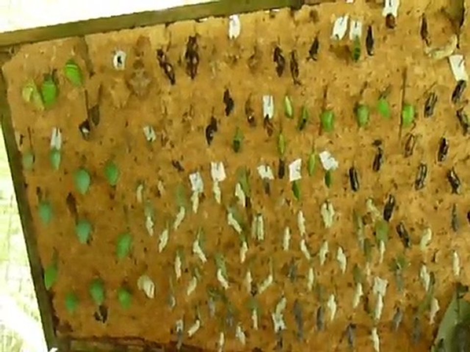 Chrysalides frétillantes sous l'effet de l'eau