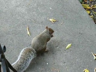 Un écureuil à Montréal