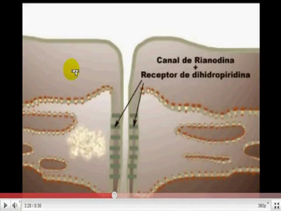 Fisiologia del ejercicio Musculo 3 www.cienciaydeporte.org