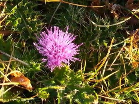 Balade dans les Alpes