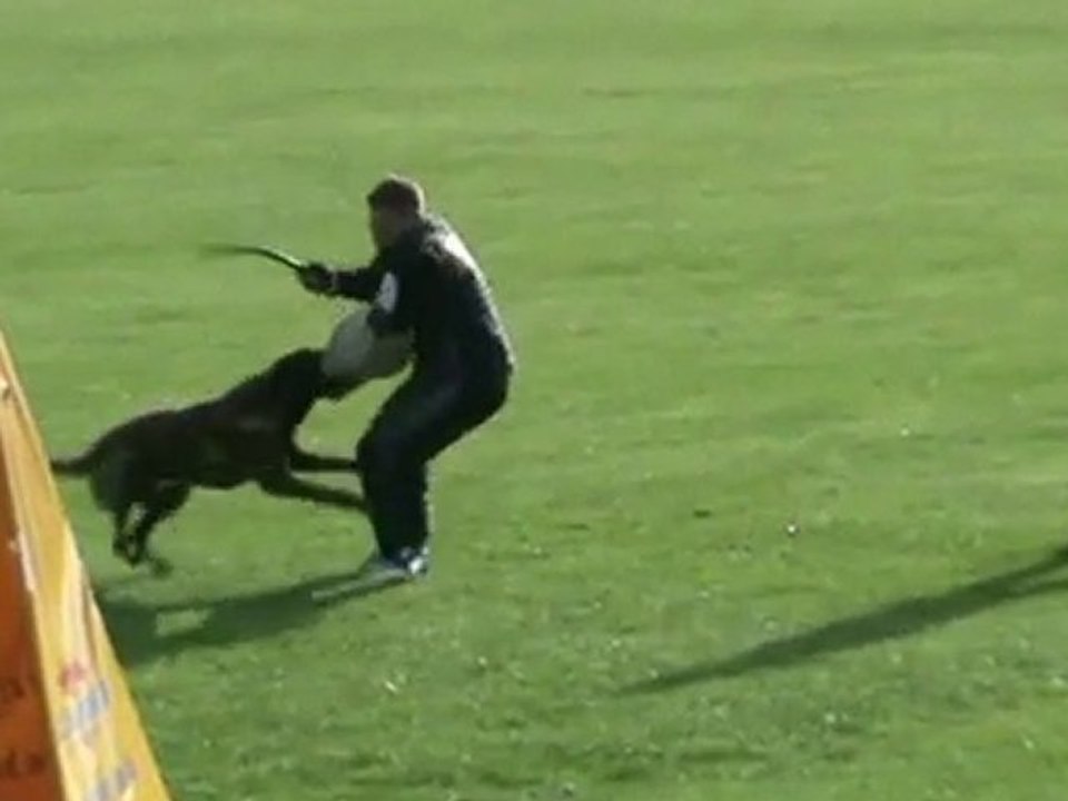 FCI-Quali-2011-SCHERZ/Esmo