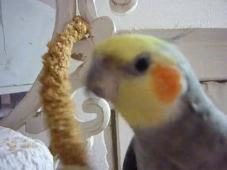 calopsitte ,jorj 1an ,il commence a bien apprendre !!!