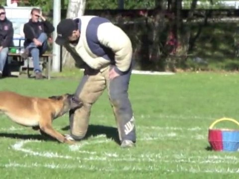 Maubeuge : concours de l'émulation canine