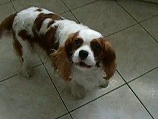 JE N'EN VEUX PAS DE TES HARICOTS MOMAN !