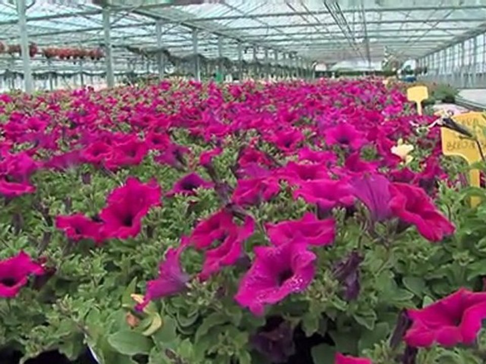 Moins d'effet de serre pour les serres Aubry