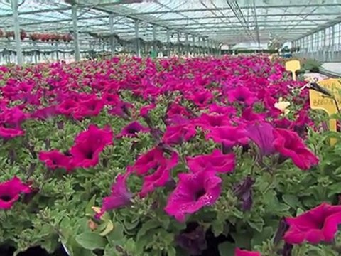 Moins d'effet de serre pour les serres Aubry