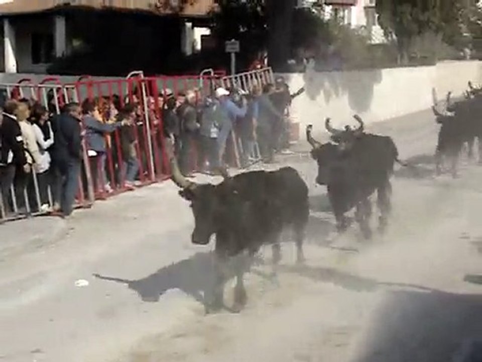 40 toros 2010
