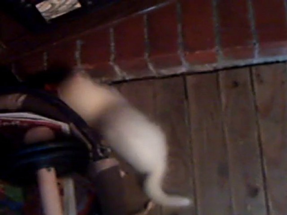 Bouli VS Le poussin