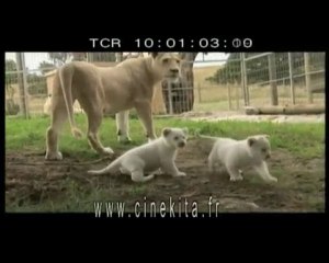 Vivre avec les lions-CINEKITA WEB