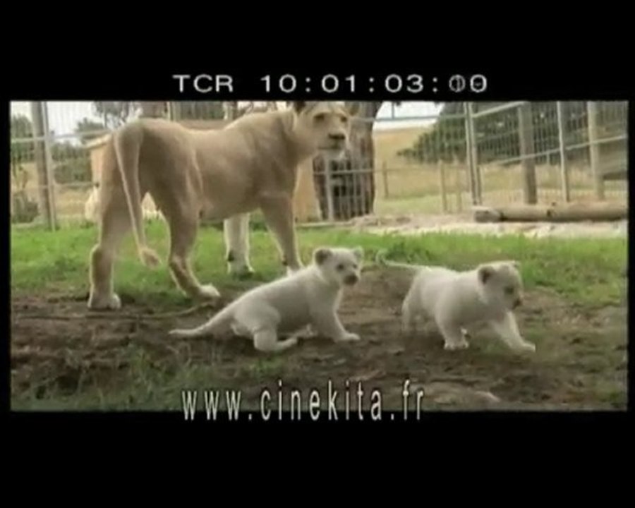 Vivre avec les lions-CINEKITA WEB