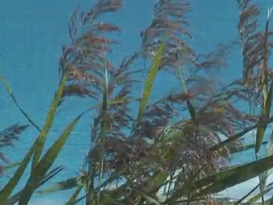 Couleurs Camargue