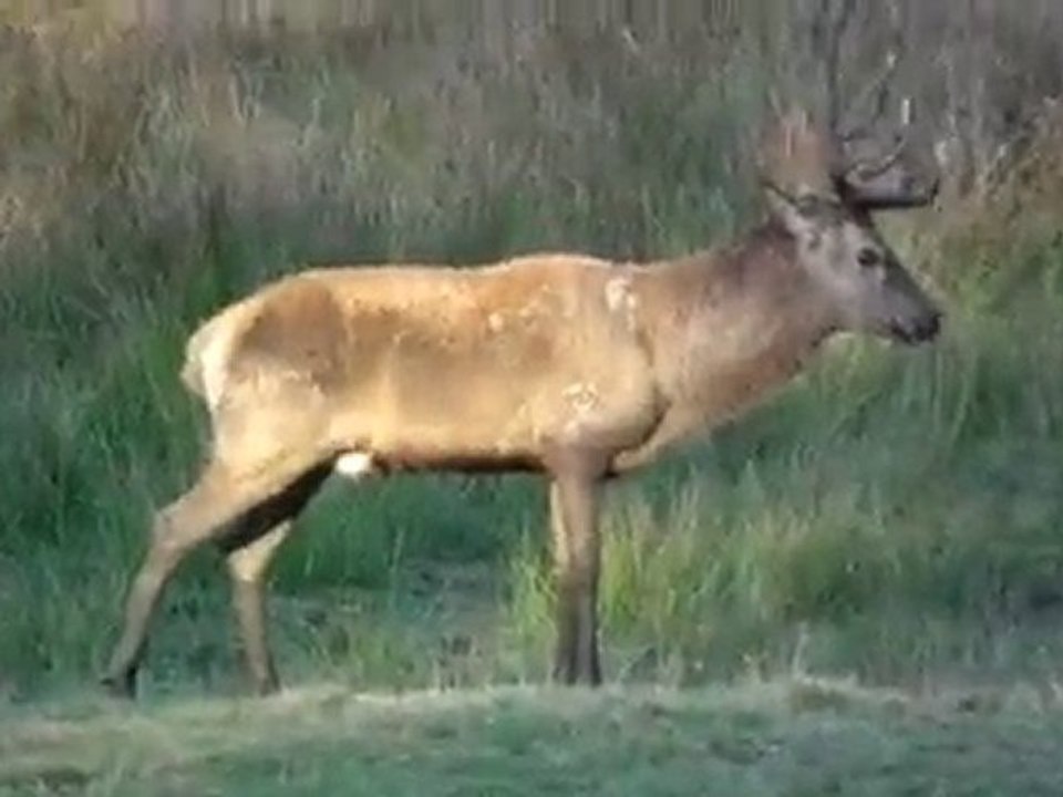 Cervidés en Périgord vert.