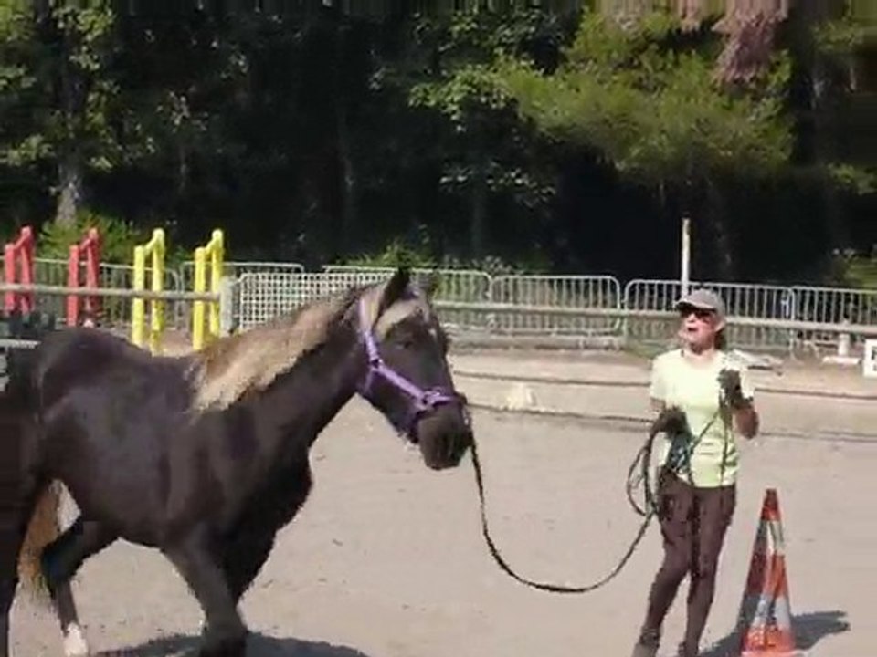 séance de longe Silver Sam