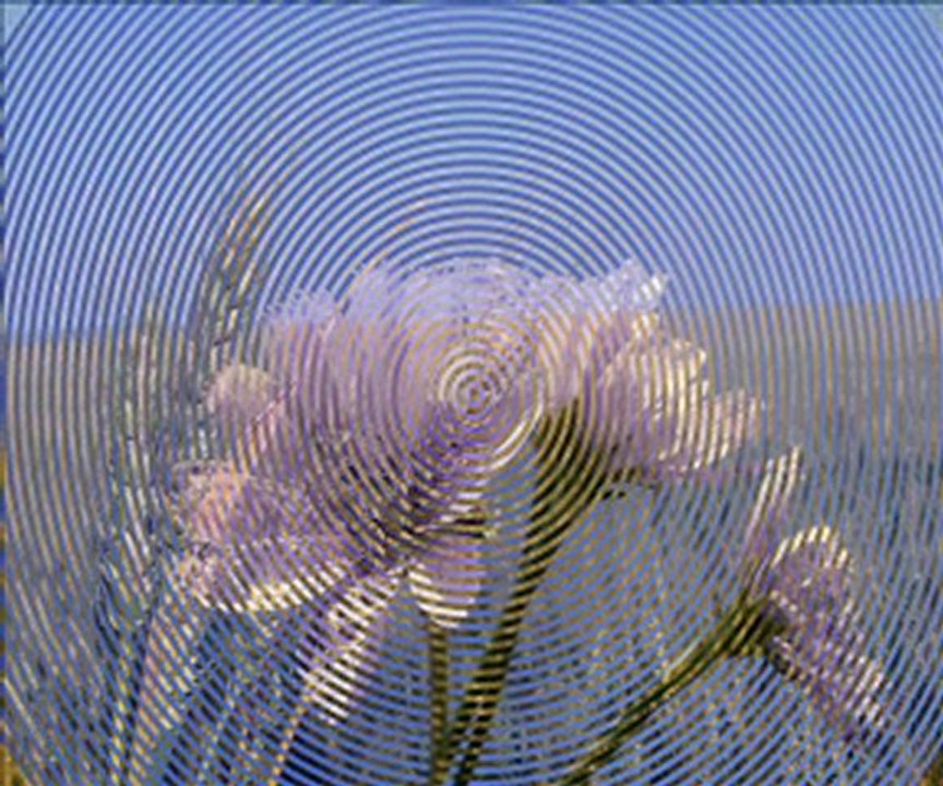 Pedeapsa macului - Tudor Gheorghe