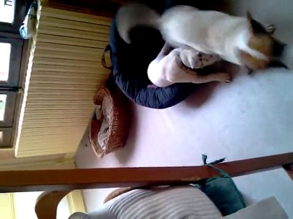 mes 2 chiens qui jouent