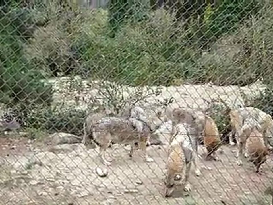 loup09 10 10 gevaudan les croquettes