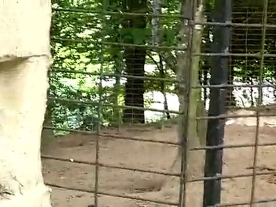 loups suite zoo scorff