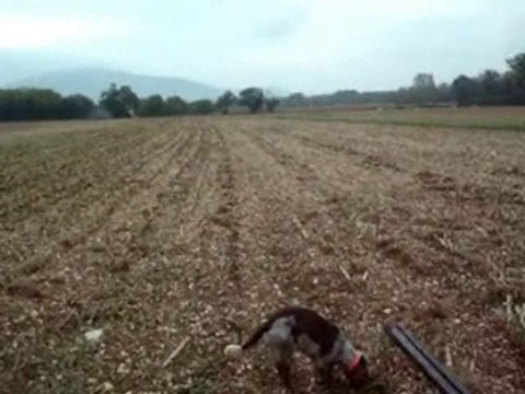 CHASSE AUX LIEVRES AVEC MES EPAGNEULS DE SAINT USUGE