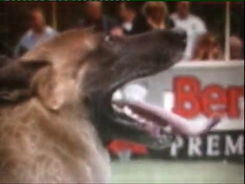 Dances With Malinois NVBK