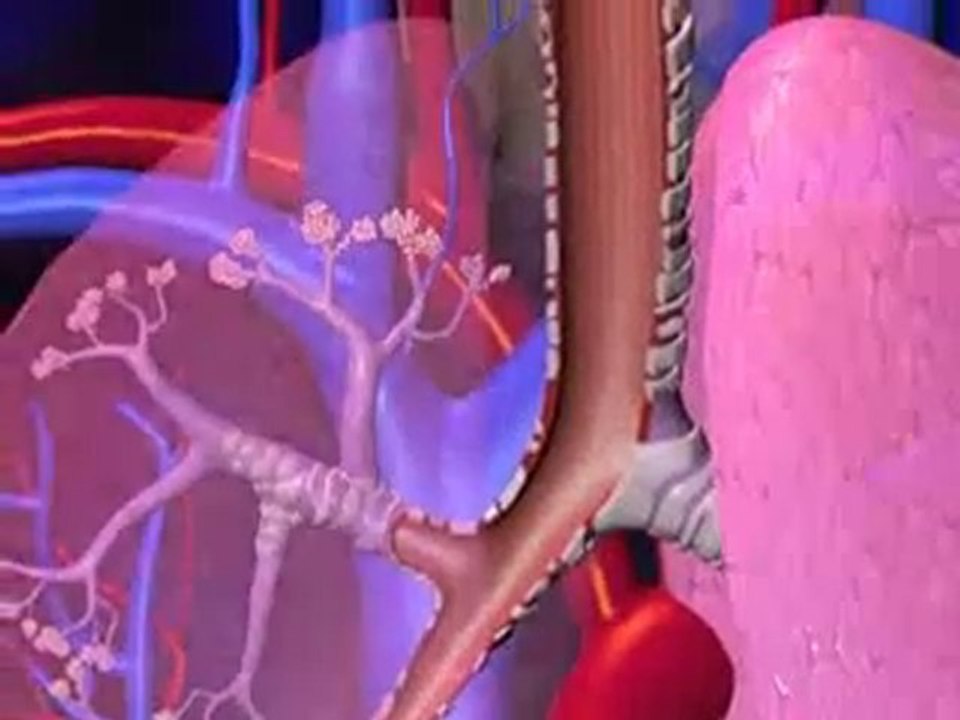 Grippe   signes et mécanismes de la grippe en vidéo santé 3D