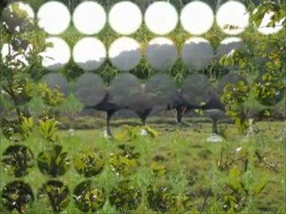 MOMBA (SUITE 3) PAR HELENE